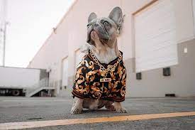 Animal Clothing